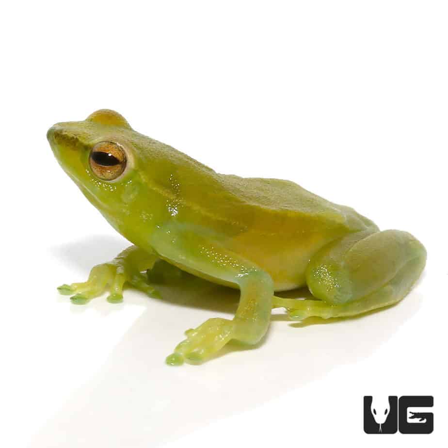 Hatchet Face Tree Frog Underground Reptiles