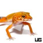 Juvenile Tangerine Leopard Geckos For Sale - Underground Reptiles