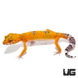 Juvenile Tangerine Leopard Geckos For Sale - Underground Reptiles