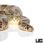 Long Nosed Snake For Sale - Underground Reptiles