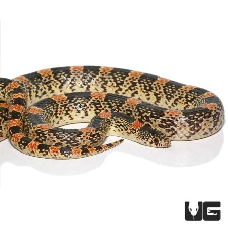 Long Nosed Snake For Sale - Underground Reptiles