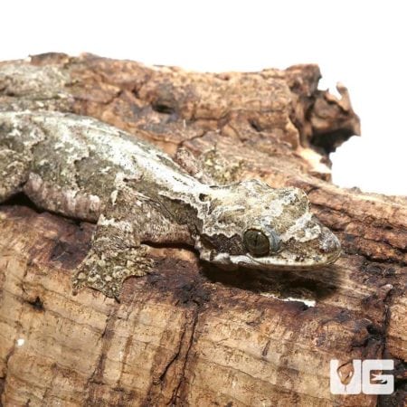 Malayan Parachute Geckos For Sale - Underground Reptiles