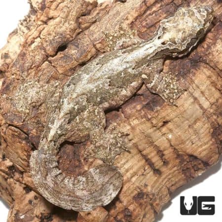 Malayan Parachute Geckos For Sale - Underground Reptiles