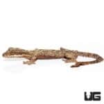 Malayan Parachute Geckos For Sale - Underground Reptiles