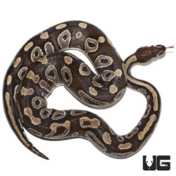 Male Mojave Ball Python For Sale - Underground Reptiles