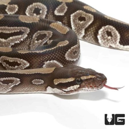 Male Mojave Het Clown Ball Python with distinctive pattern and coloration.
