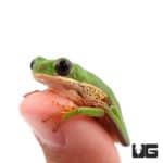 Tigerleg Monkey Tree Frogs For Sale - Underground Reptiles
