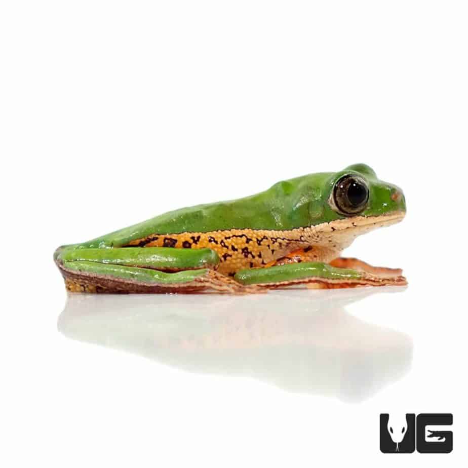 Tigerleg Monkey Tree Frogs (Phyllomedusa hypocondrialis)