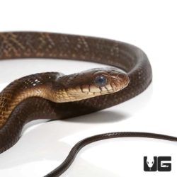 Yearling Yellow Bellied Puffing Snake For Sale - Underground Reptiles