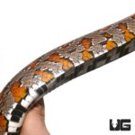 Northern Florida Cornsnakes For Sale - Underground Reptiles