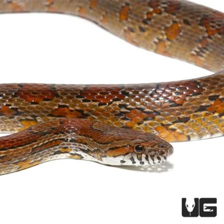 Northern Florida Cornsnakes For Sale - Underground Reptiles