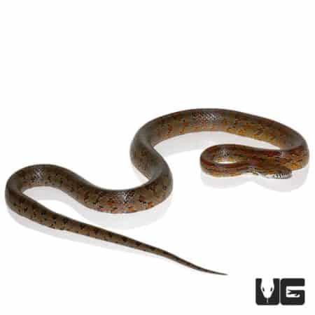 Northern Florida Cornsnakes For Sale - Underground Reptiles