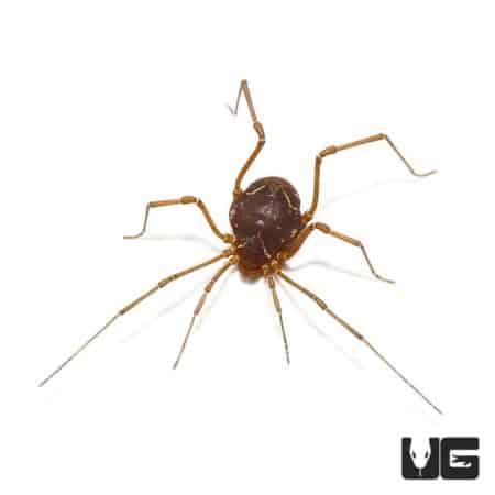 Ornate Harvestman (Vonones sayi) For Sale - Underground Reptiles