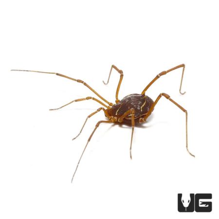 Ornate Harvestman (Vonones sayi) For Sale - Underground Reptiles