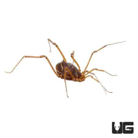 Ornate Harvestman (Vonones sayi) For Sale - Underground Reptiles