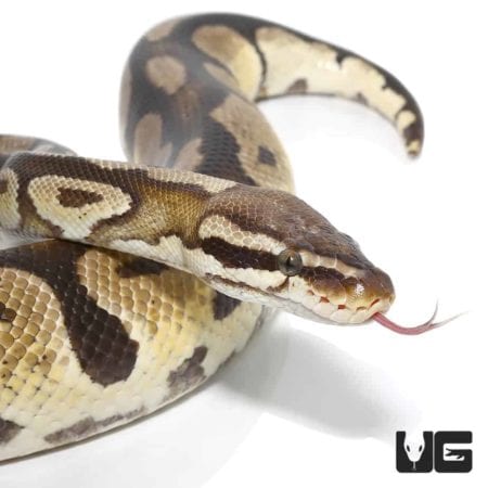 Female Spider Ball Python For Sale - Underground Reptiles