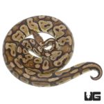Female Spider Ball Python For Sale - Underground Reptiles