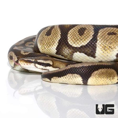 Female Spider Ball Python For Sale - Underground Reptiles
