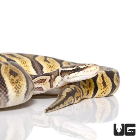 Female Pastel GHI Ball Python For Sale - Underground Reptiles