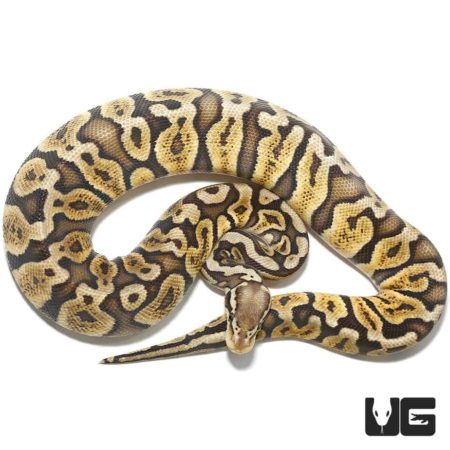 Female Pastel GHI Ball Python For Sale - Underground Reptiles