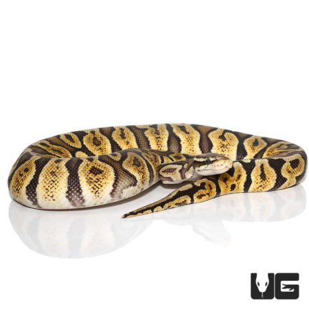 Female Pastel GHI Ball Python For Sale - Underground Reptiles