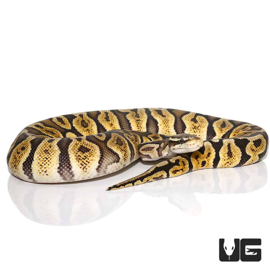 Baby Pastel GHI Ball Python For Sale Underground Reptiles