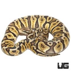 Female Pastel GHI Ball Python For Sale - Underground Reptiles