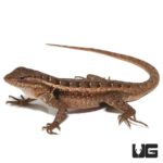 Pink Belly Swift For Sale - Underground Reptiles