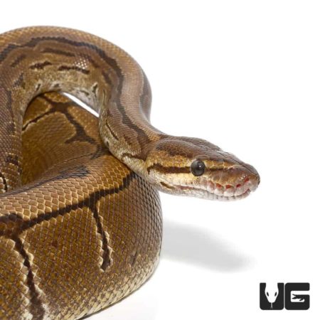 Female Pinstripe Ball Python For Sale - Underground Reptiles