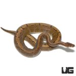 Female Pinstripe Ball Python For Sale - Underground Reptiles