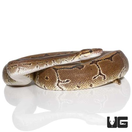 Female Pinstripe Ball Python For Sale - Underground Reptiles
