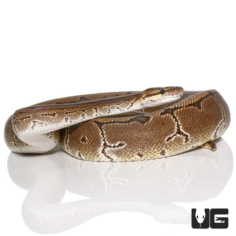 Baby Albino Pinstripe Ball Python Het Pied For Sale - Underground Reptiles