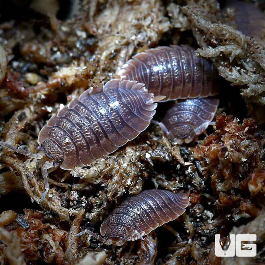 Porcellio Dilatatus Giant Canyon Isopods - Underground Reptiles