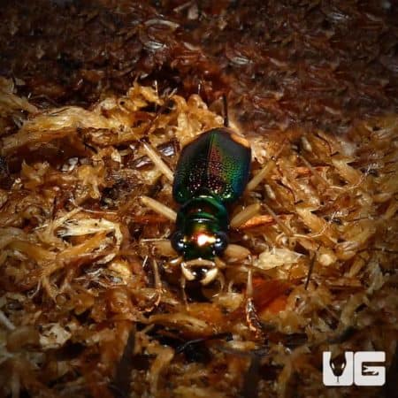 Carolina Metallic Tiger Beetle For Sale - Underground Reptiles