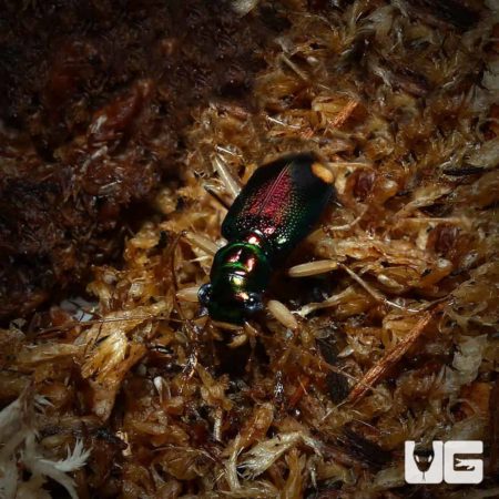 Carolina Metallic Tiger Beetle For Sale - Underground Reptiles