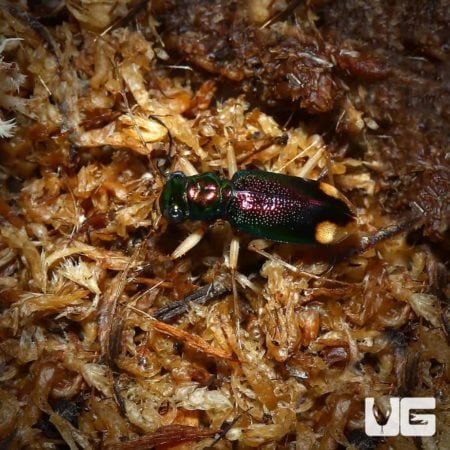 Carolina Metallic Tiger Beetle For Sale - Underground Reptiles