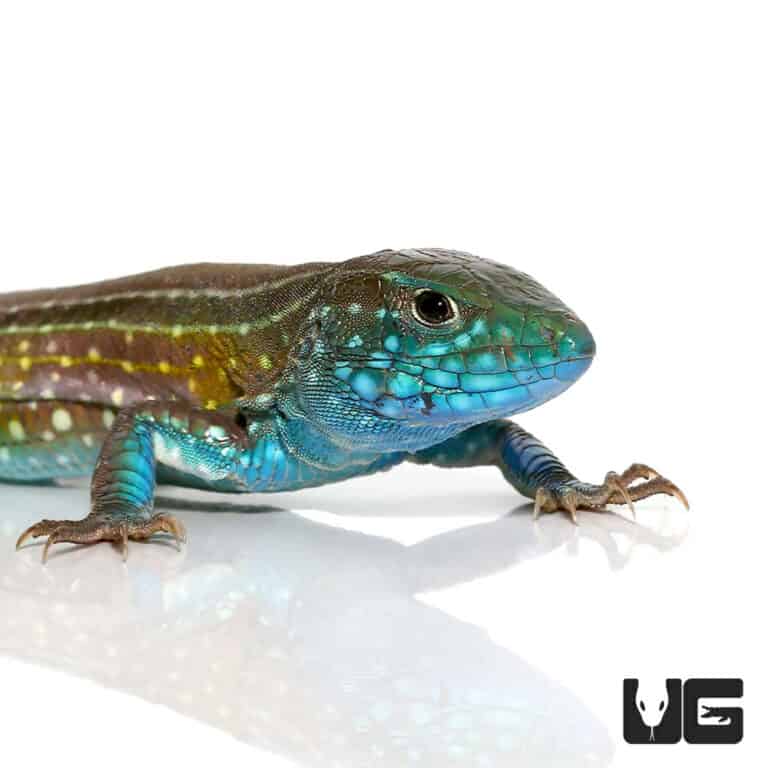 Rainbow Whiptail Lizards (Cnemidophorus lemniscatus) For Sale Underground Reptiles