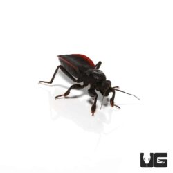 Red And Black Assassin Bug For Sale - Underground Reptiles