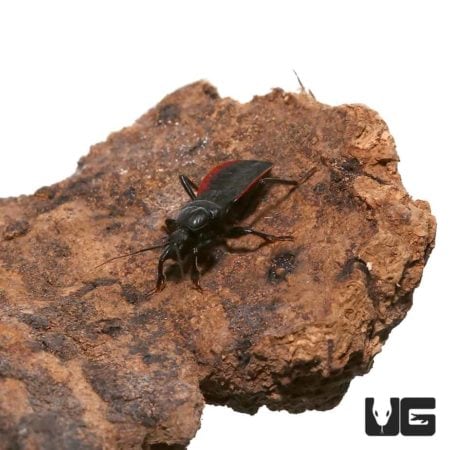 Red And Black Assassin Bug For Sale - Underground Reptiles