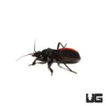 Red And Black Assassin Bug For Sale - Underground Reptiles