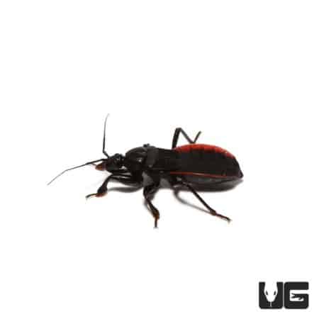 Red And Black Assassin Bug For Sale - Underground Reptiles