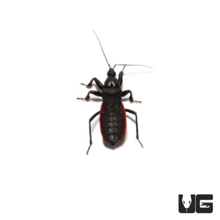 Red And Black Assassin Bug For Sale - Underground Reptiles