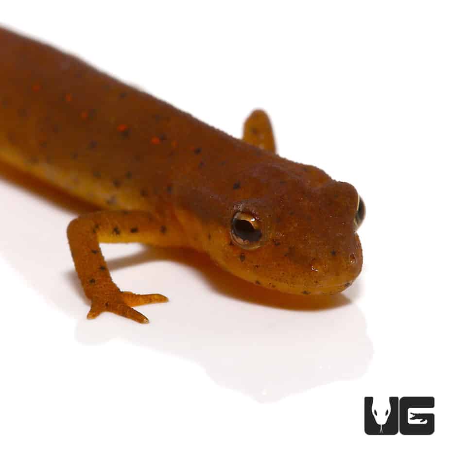 Newts and More For Sale only at Underground Reptiles