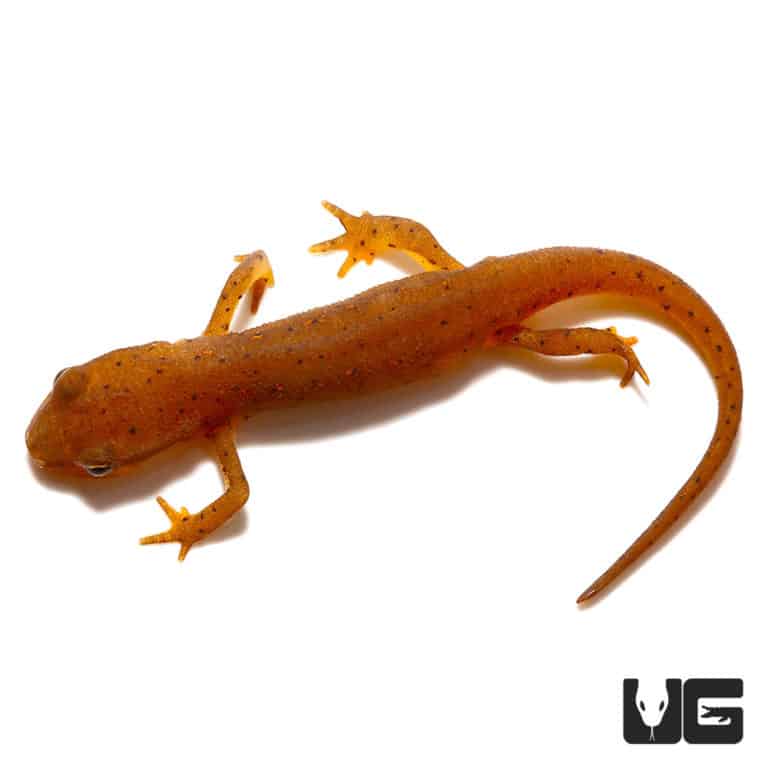 Newts and More For Sale only at Underground Reptiles
