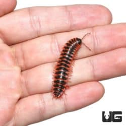 Red Flat Millipede For Sale - Underground Reptiles