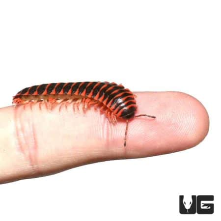 Red Flat Millipede For Sale - Underground Reptiles