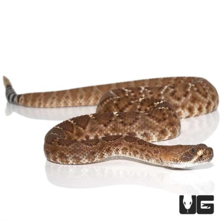 Juvenile Red Rattlesnakes For Sale - Underground Reptiles