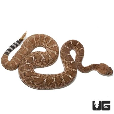 Juvenile Red Rattlesnakes For Sale - Underground Reptiles