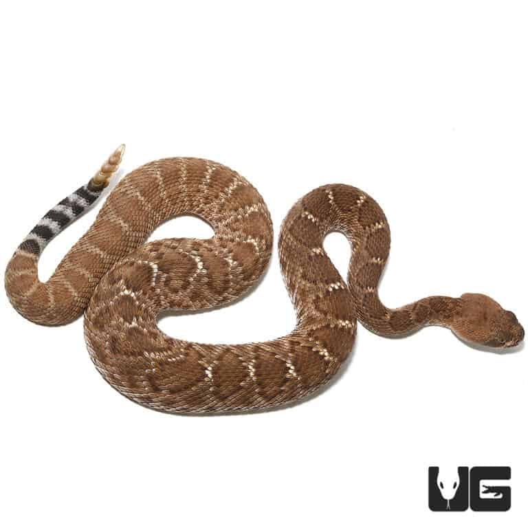 Venomous Snakes & Lizards For Sale Underground Reptiles