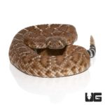 Juvenile Red Rattlesnakes For Sale - Underground Reptiles